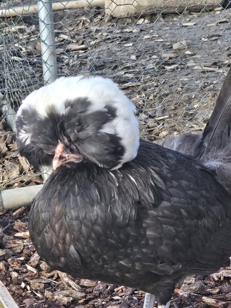 Hollandaise huppé Tata cocottes