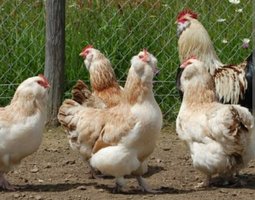 Faverolle française