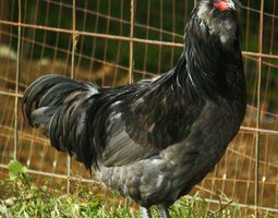 Améraucana noire grande race Tata cocottes