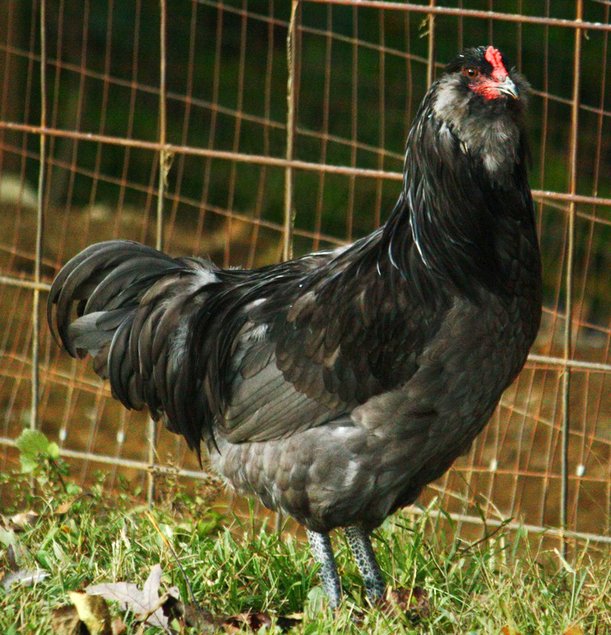 Améraucana noire grande race Tata cocottes