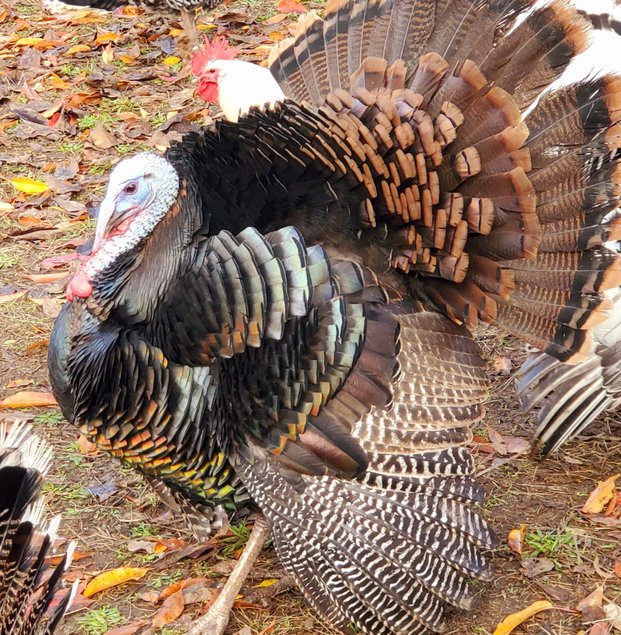 Oeufs mixtes de dindes  Ronqueres épaules jaunes et Bronzé d'Amérique  à couver