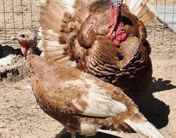 Dinde rouge des Ardennes mix