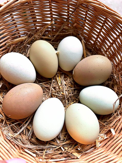 oeuf araucana et olivette