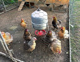 oeuf araucana et olivette