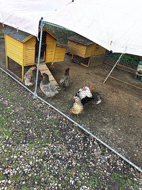 oeuf araucana et olivette