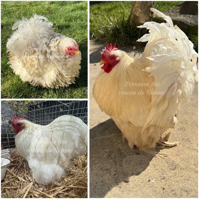 Pékin Blanc lisse/frisé