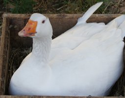 Oeuf oie par boite de 12