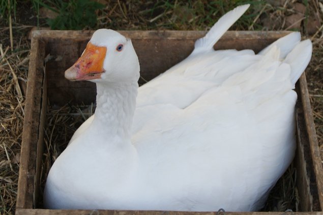 Oeuf oie par boite de 12