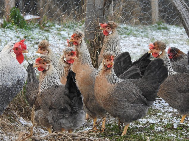 Cream Legbar (=Legbar Huppé saumon coucou doré clair)