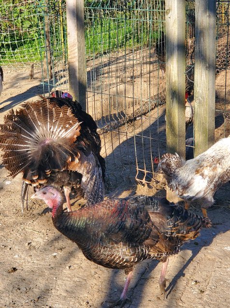 Oeufs mixtes de dindes  Ronqueres épaules jaunes et Bronzé d'Amérique  à couver