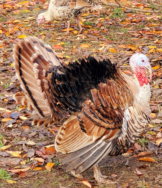 Oeufs mixtes de dindes  Ronqueres épaules jaunes et Bronzé d'Amérique  à couver