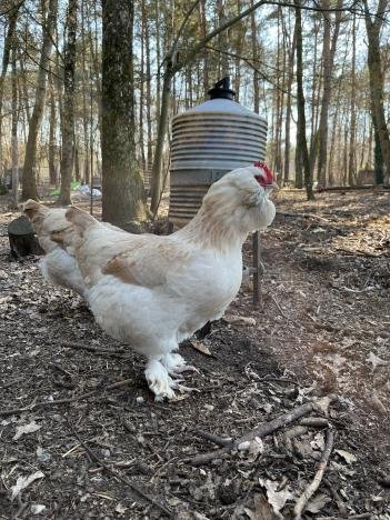 œufs fécondés Faverolle FR