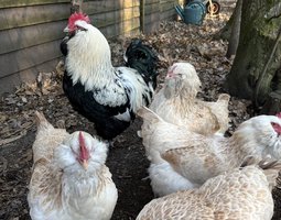 œufs fécondés Faverolle FR