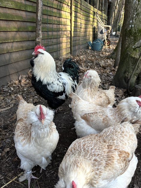 œufs fécondés Faverolle FR