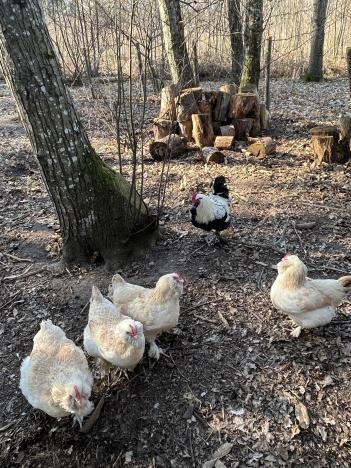 œufs fécondés Faverolle FR