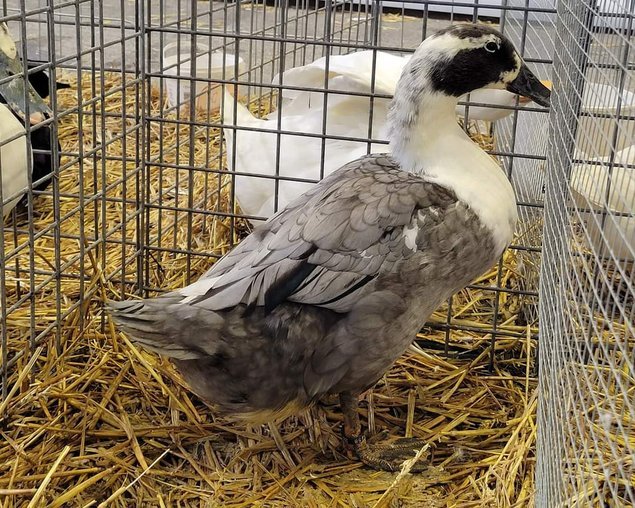 Canard de Huttegem à dessin noir et blanc et à dessin bleu et blanc