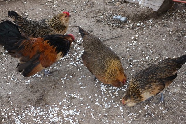 Barbu d’anvers - caille dorée