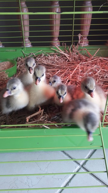 Œufs fécondés d’Oies Flamandes