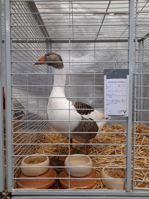 Œufs fécondés d’Oies Flamandes