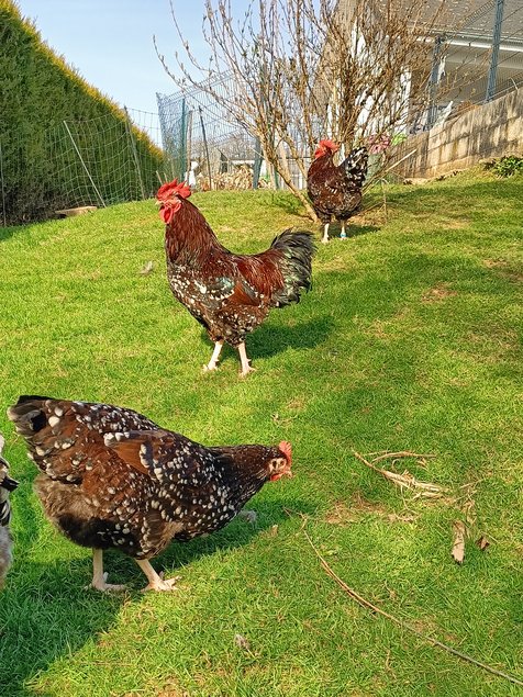 OEUFS A COUVER SUSSEX TRICOLORES PURES RACES