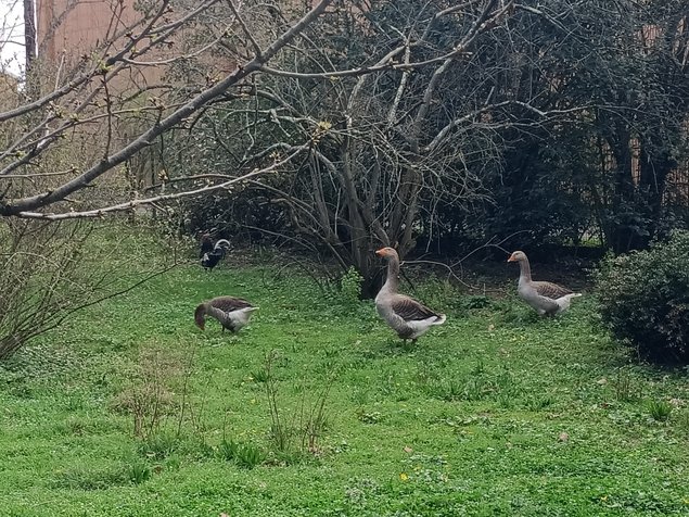Œufs fécondés d'oies de Toulouse