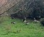 Œufs fécondés d'oies de Toulouse