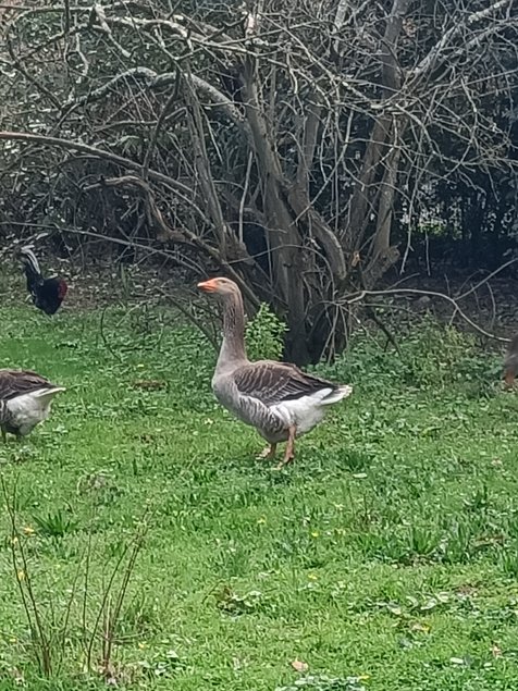 Œufs fécondés d'oies de Toulouse