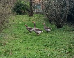Œufs fécondés d'oies de Toulouse