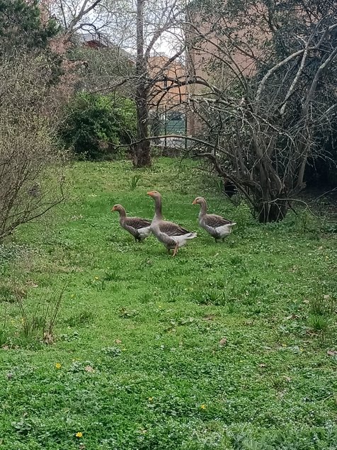 Œufs fécondés d'oies de Toulouse
