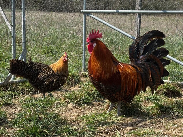 Oeuf Braekel doré crayonné noir - BIO
