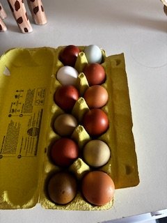 Œufs fécondés à couver. Panier coloré. Marans leghorn f1 f2 cream legbar