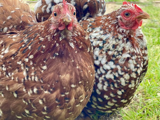 MELANGE de Wyandotte naine et Pékin - 12 oeufs - Assurance transport comprise - Fontolive