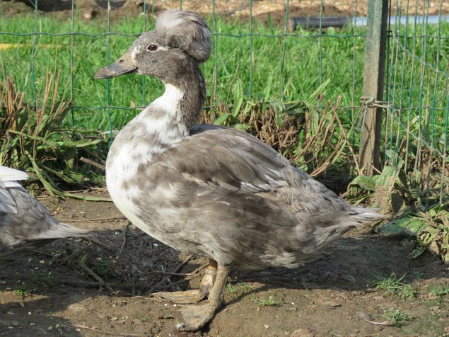 Canard huppé nain (divers variétés)