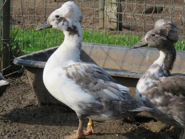 Canard huppé nain (divers variétés)