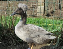 Canard huppé nain (divers variétés)