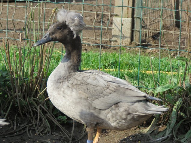 Canard huppé nain (divers variétés)