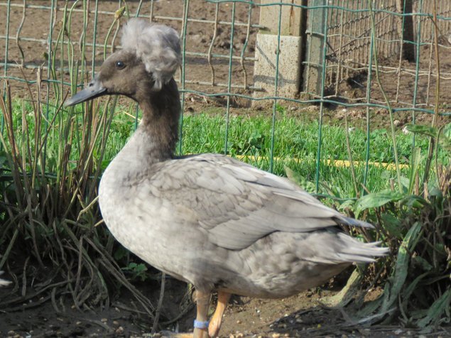 Canard huppé nain (divers variétés)