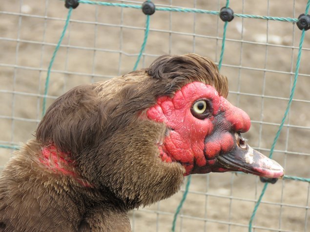 Canard de Barbarie brun sauvage et noir sauvage
