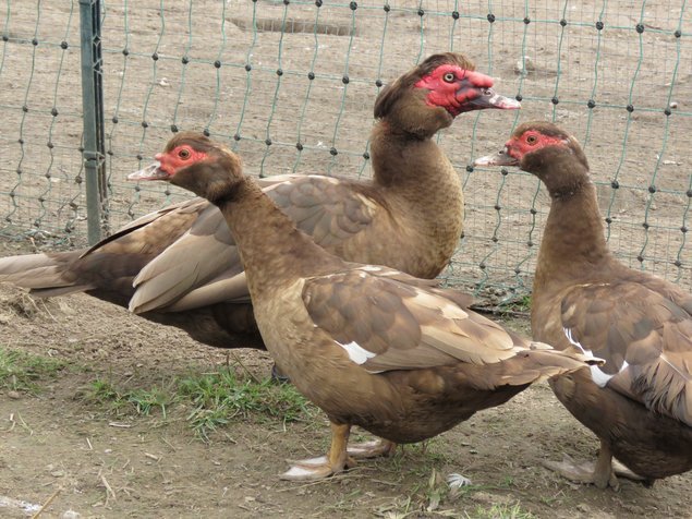 Canard de Barbarie brun sauvage et noir sauvage