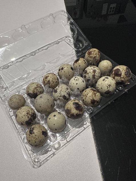 Œufs de caille fécondés