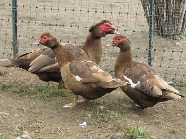 Canard de Barbarie brun sauvage et noir sauvage