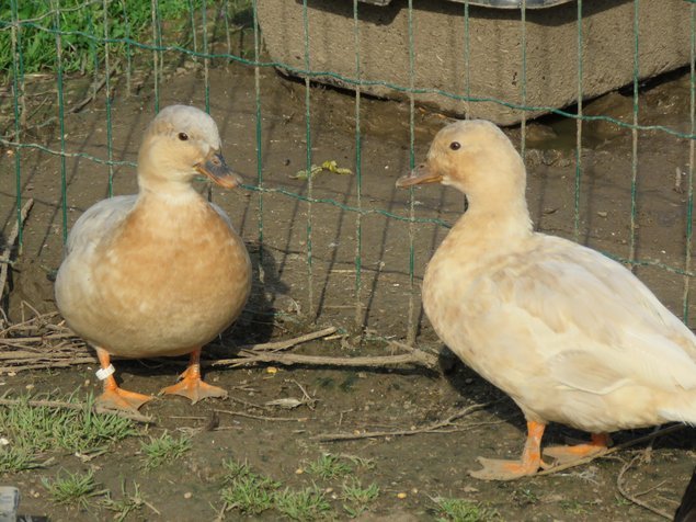 Canard mignon splash sauvage (bleu-fauve)