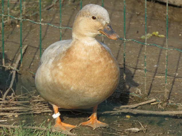 Canard mignon splash sauvage (bleu-fauve)