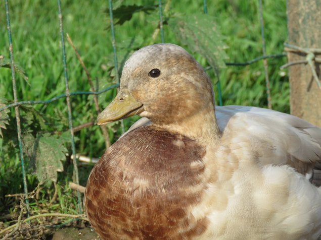 Canard mignon splash sauvage (bleu-fauve)
