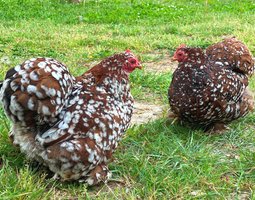 Pékin Porcelaine bleu rouge (Millefleurs) -12 oeufs - Assurance transport comprise - Fontolive