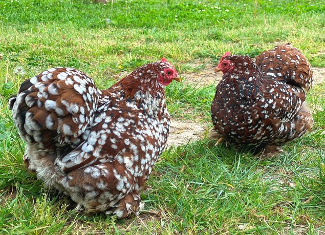 Pékin Porcelaine bleu rouge (Millefleurs) - 8 oeufs - Assurance transport comprise - Fontolive