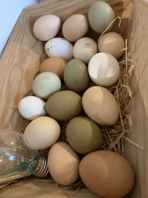 Oeufs de couleurs (Olive Egger)