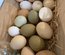 Oeufs de couleurs (Olive Egger)