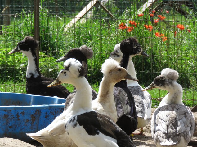 Canard huppé (divers variétés)