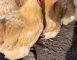 Œufs à couver orpington fauve